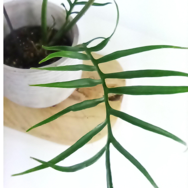 Philodendron Tortum C1,2