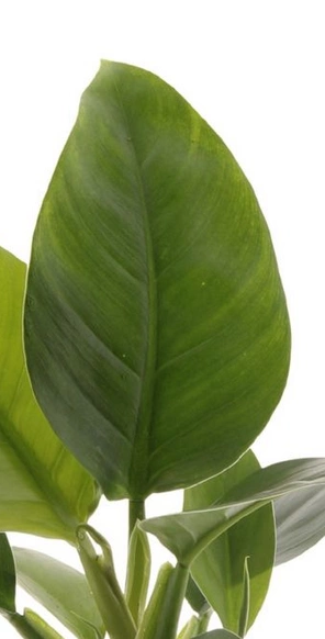 Philodendron Imperial Green C1,2