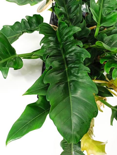 Philodendron Narrow C1,2