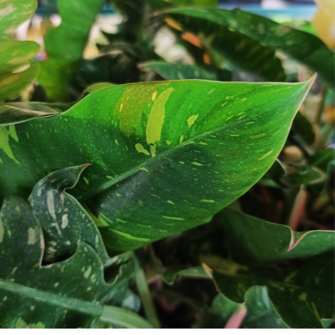 Filodendron Ring of Fire Philodendron C1,2