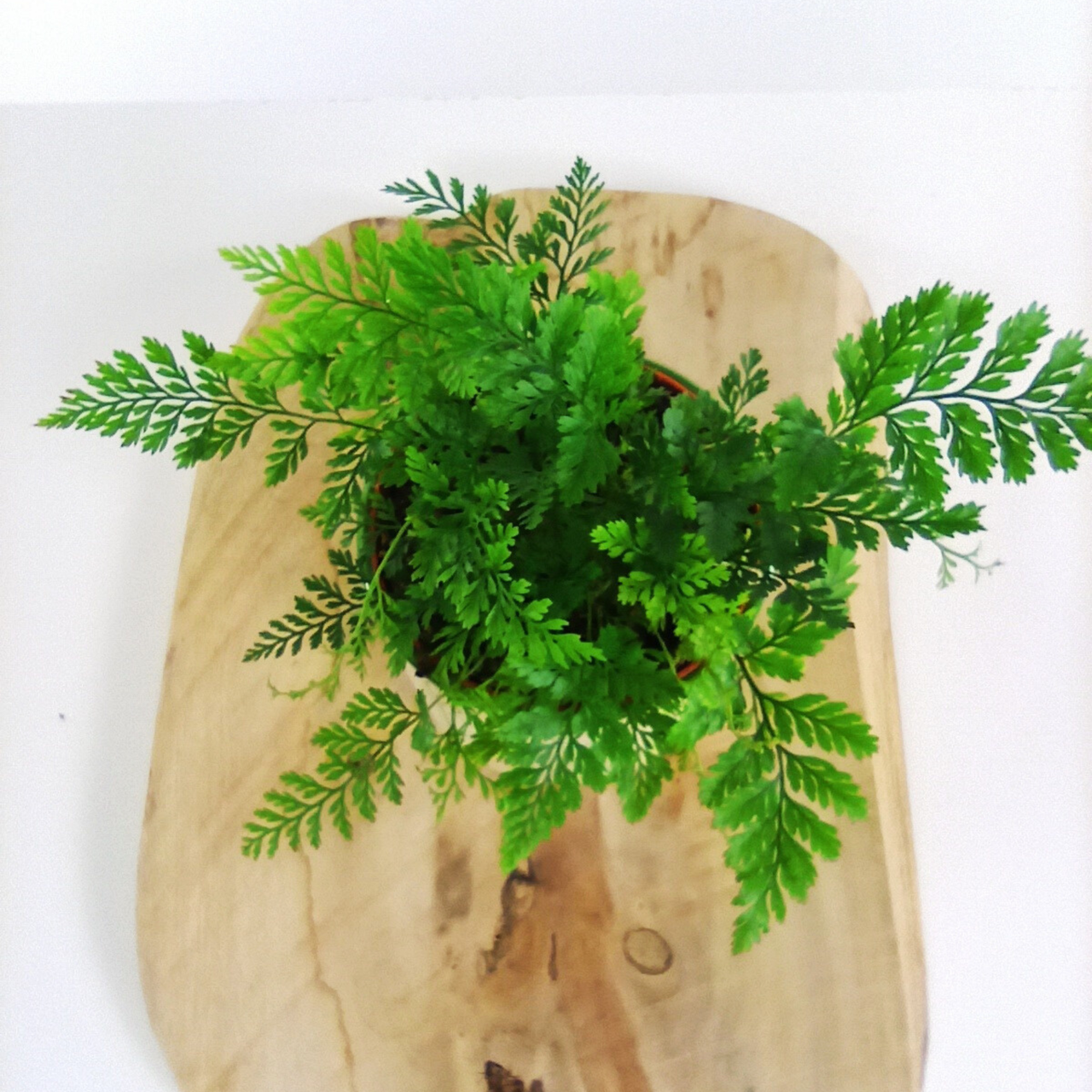 Aglaonema Peach Pearl C1,2