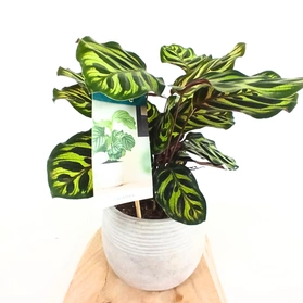 Kalatea Makoyana Calathea C1,2