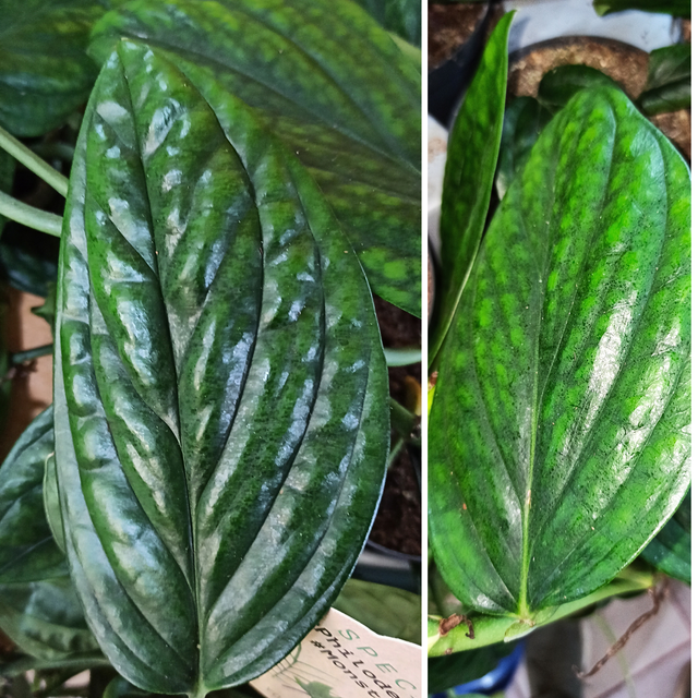 Monstera Karstenianum Peru C1,2