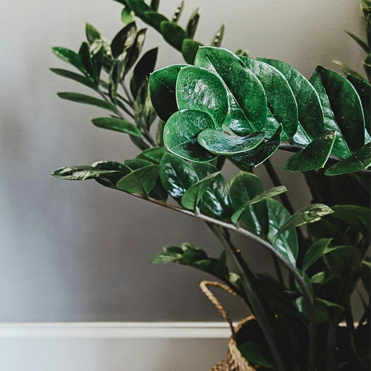 Zamioculcas zamiifolia C1,2