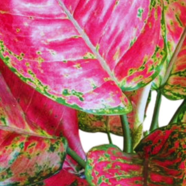 Aglaonema Red Joy C1,2