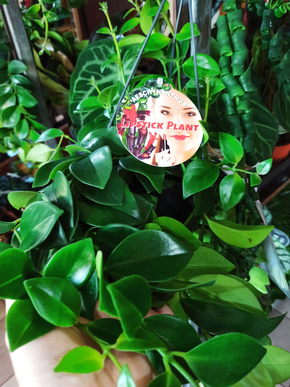 Aeschynanthus Mona Lisa C1,2