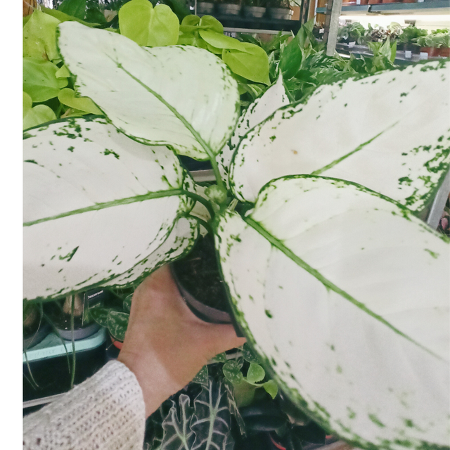 Aglaonema White Joy C1,2