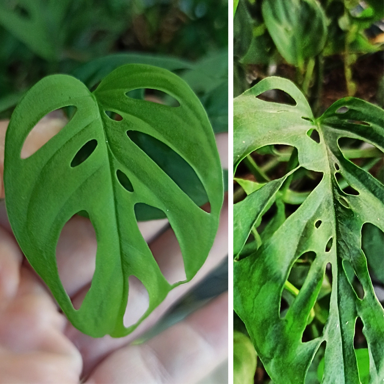 Aglaonema Peach Pearl C1,2