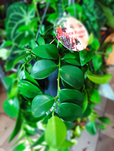 Aeschynanthus Mona Lisa C1,2