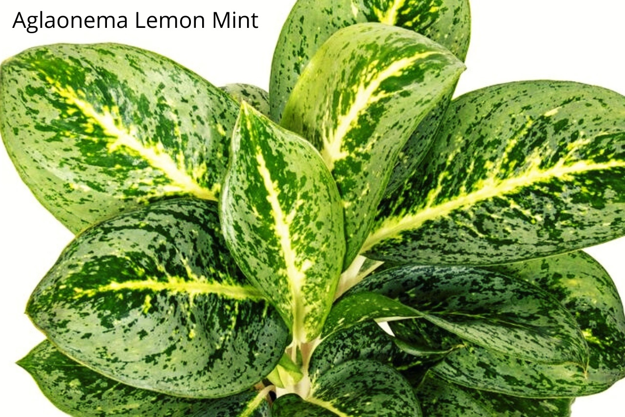 Aglaonema Lemon Mint C1,2