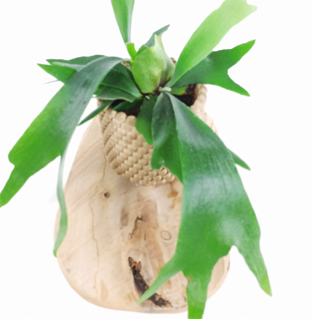 Aglaonema Peach Pearl C1,2