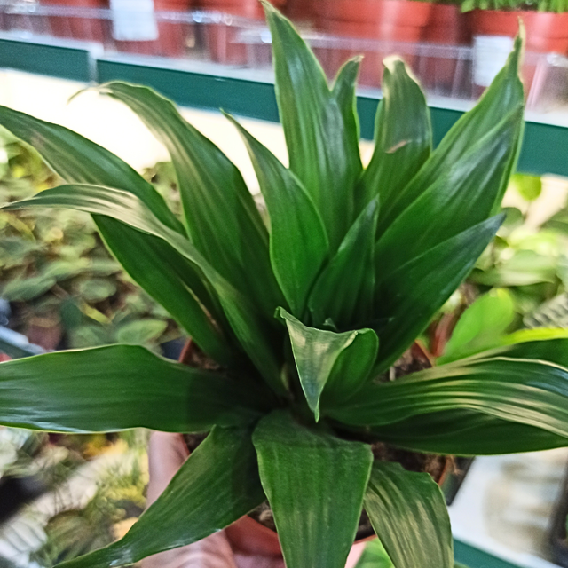 Dracaena Compacta Dracaena fragrans C1,2