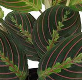 Kalatea Beauty Star Calathea C1,2