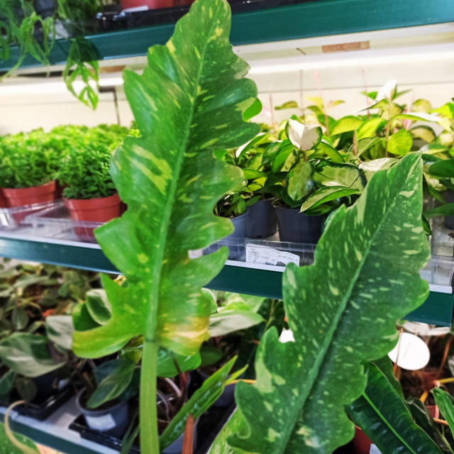 Philodendron Ring of Fire C1,2