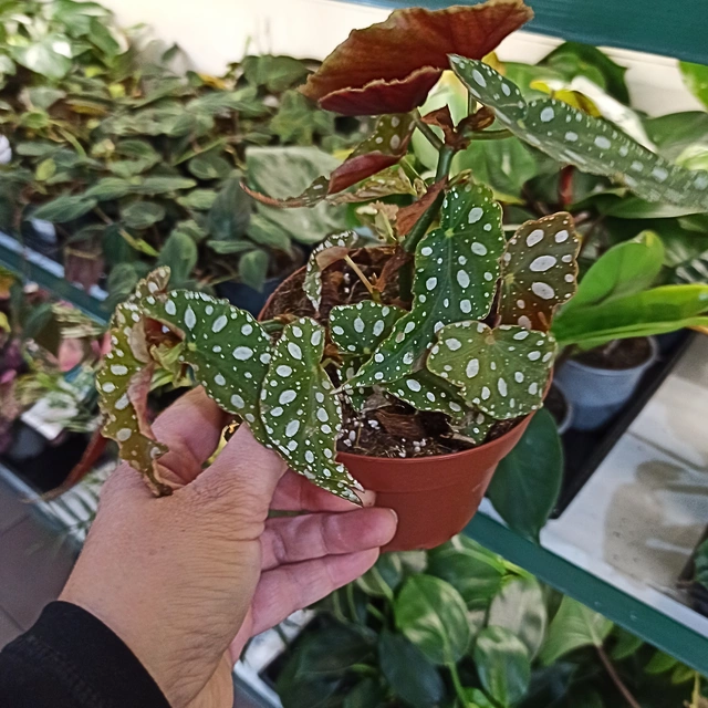 Aglaonema Peach Pearl C1,2