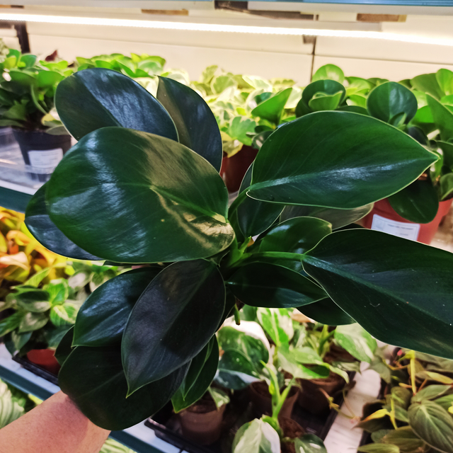 Filodendron Green Princess Philodendron C1,0