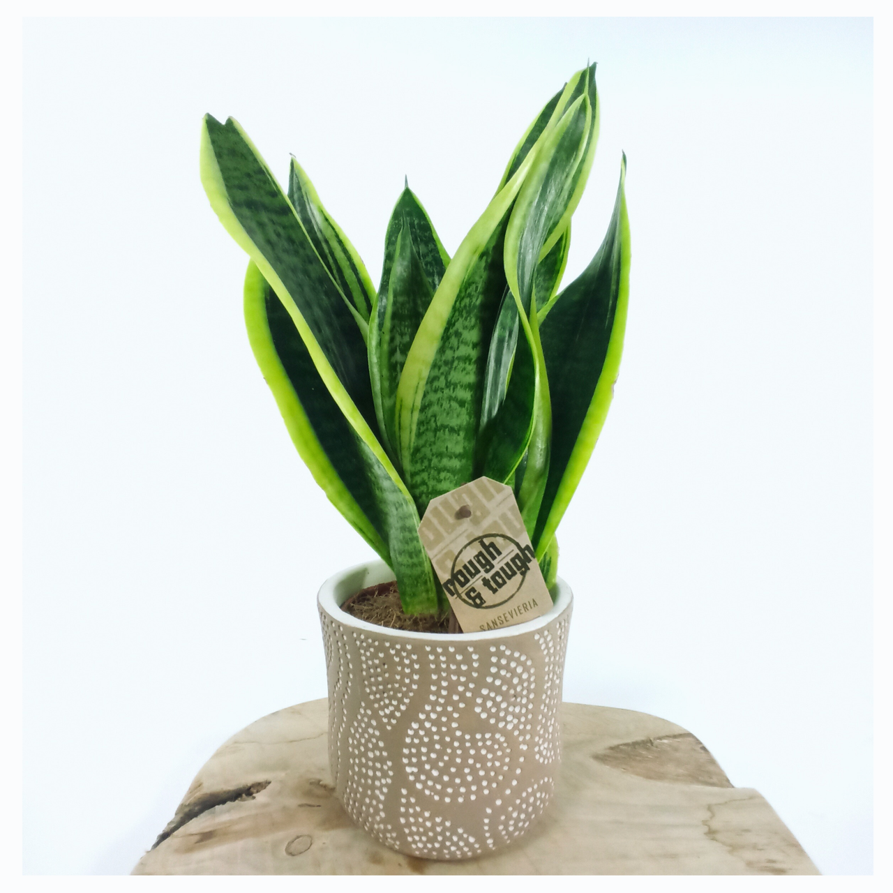 Sansewieria Futura Superba Sansevieria C1,2