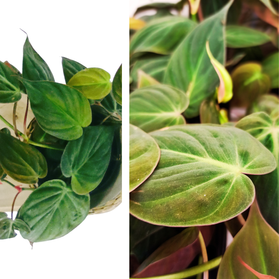 Filodendron Scandens Micans Philodendron C1,2