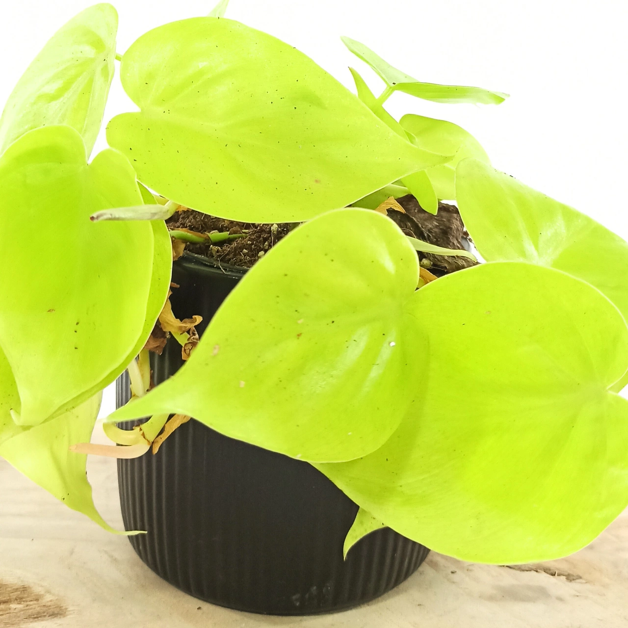 Aglaonema Peach Pearl C1,2