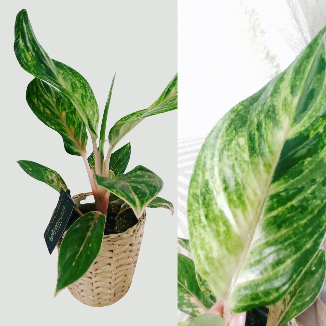 Aglaonema Peach Pearl C1,2