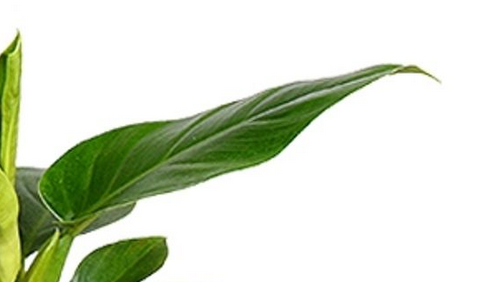 Philodendron Imperial Green C1,2