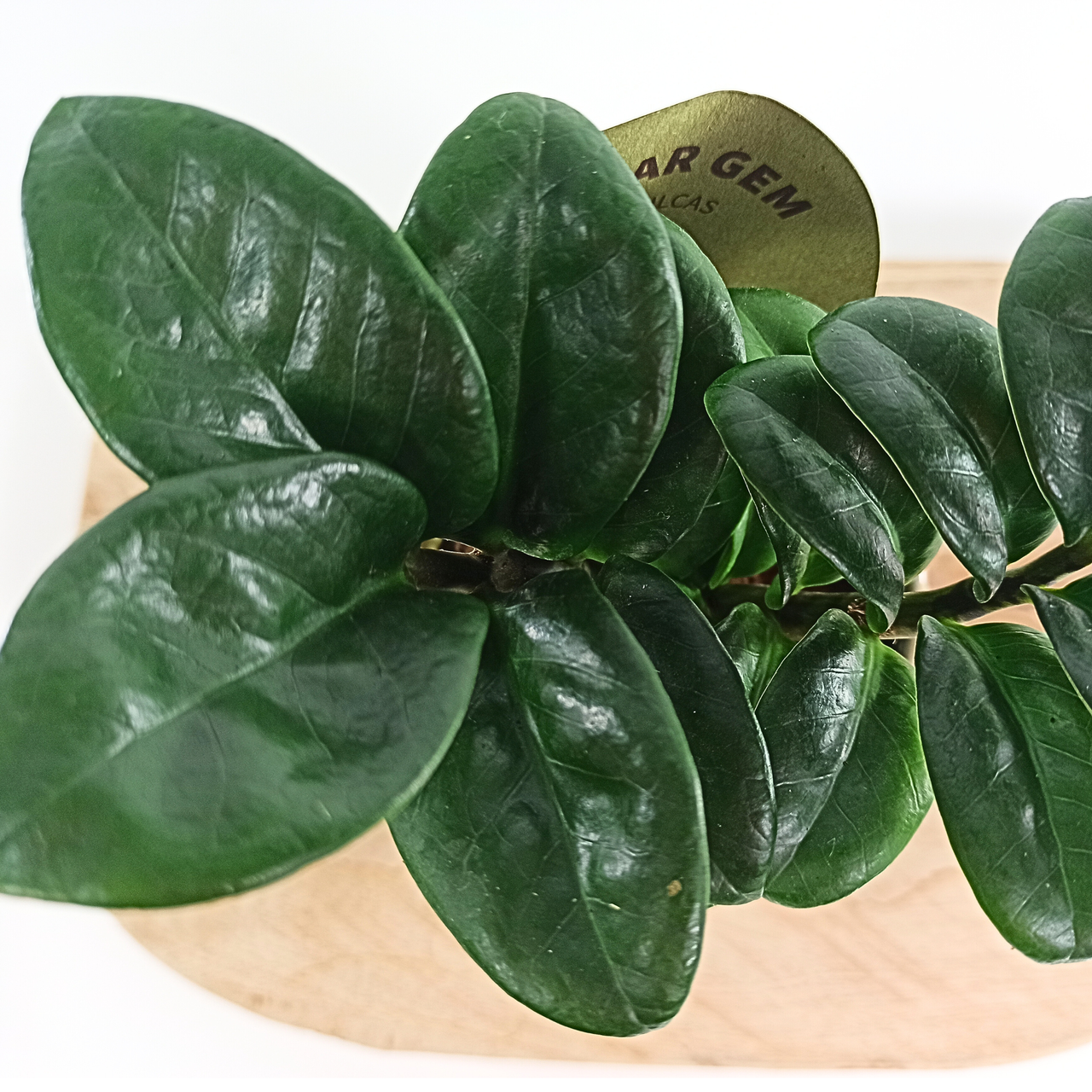Zamiokulkas Zenzi Zamioculcas C0,9