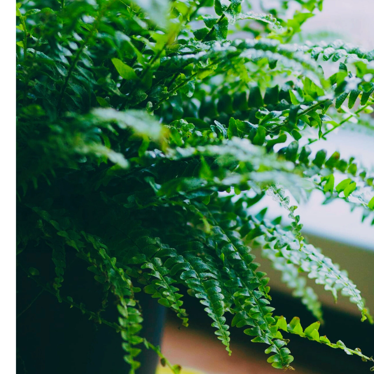 Nephrolepis cordifolia Duffii'C1,2