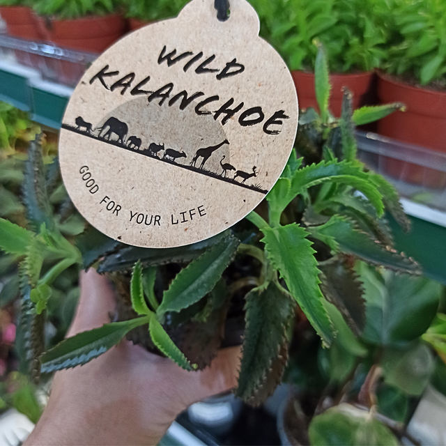 Kalanchoe daigremontiana C1,2