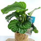 Kalatea okrągłolistna Calathea orbifolia C1,2