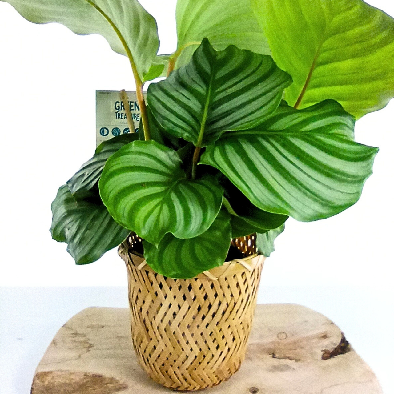 Calathea orbifolia C1,2