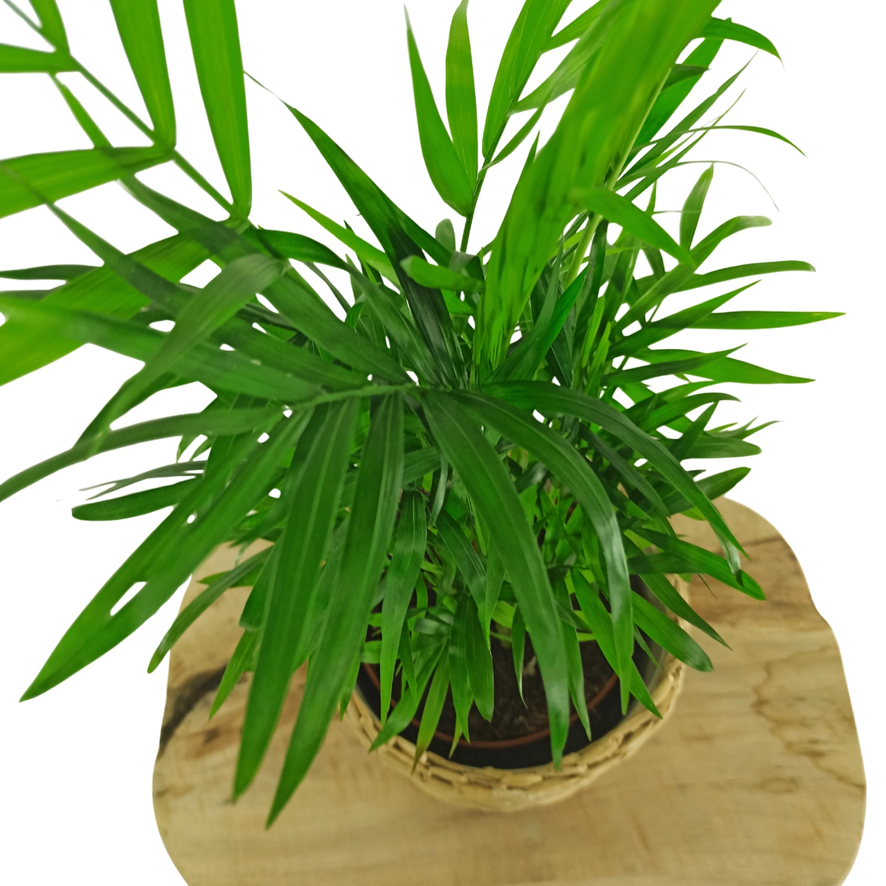 Chamaedorea elegans C1,2