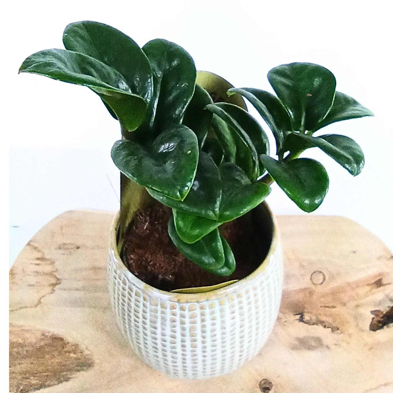 Zamioculcas Zenzi C1,2