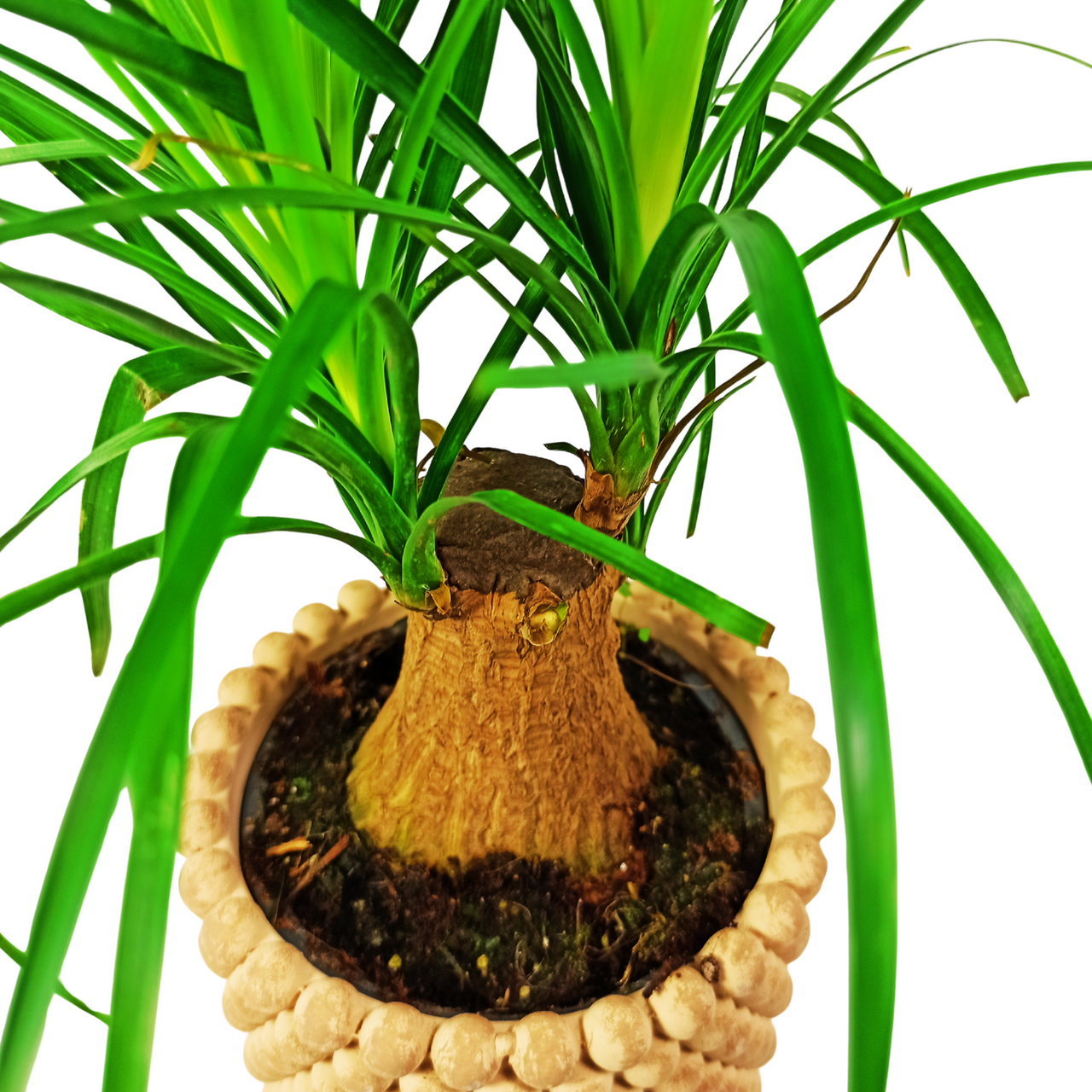 Beaucarnea recurvata Nolina wygięta C1,2