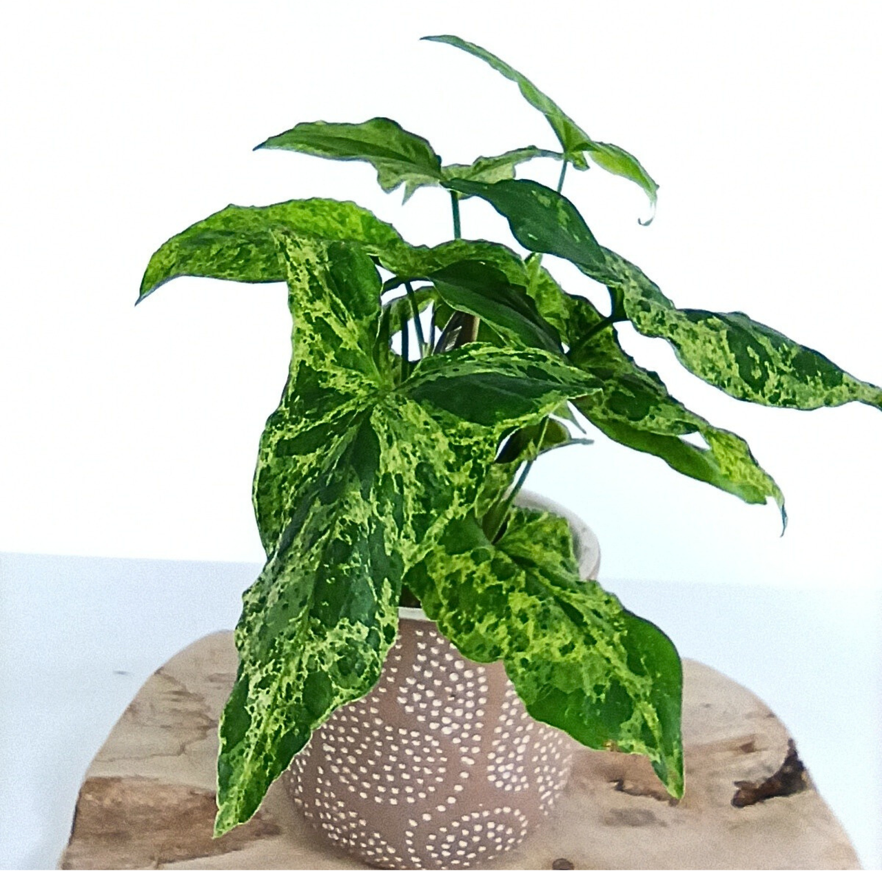 Syngonium Mottled C1,2
