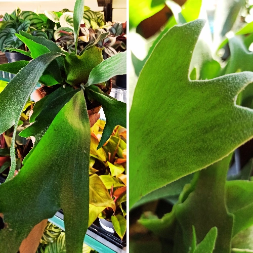 Aglaonema Peach Pearl C1,2