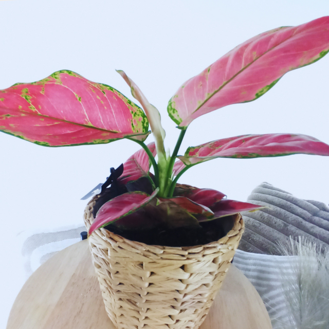 Aglaonema Peach Pearl C1,2