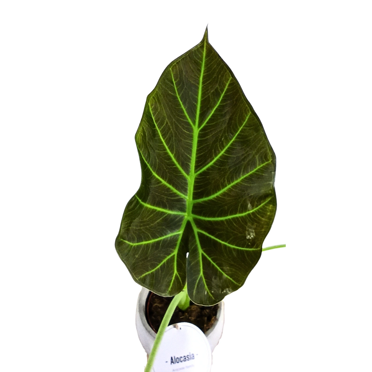 Alocasia Regal Shields C1,2