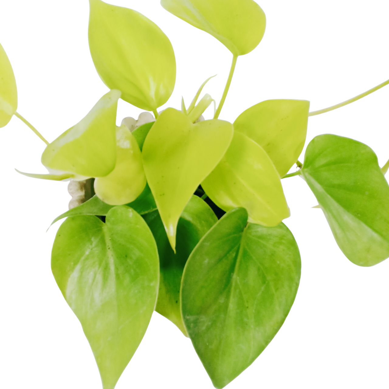 Filodendron Neon Philodendron C0,9