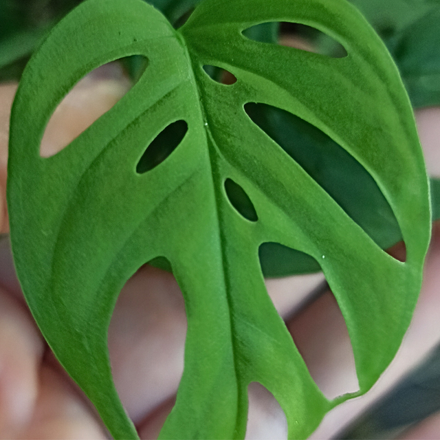 Monstera adansonii C0,6