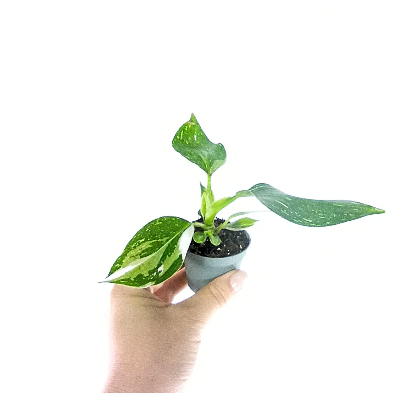 Filodendron White Wizard Philodendron C0,6