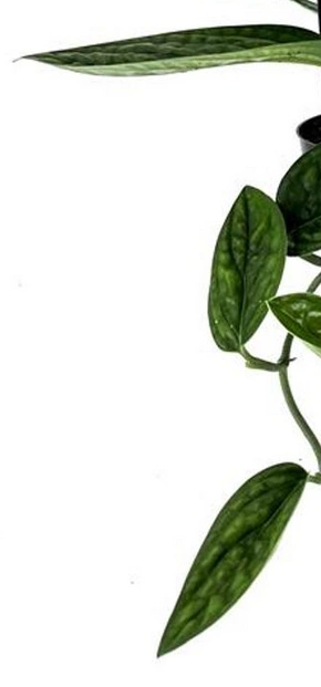 Monstera Obliqua Peru C1,2