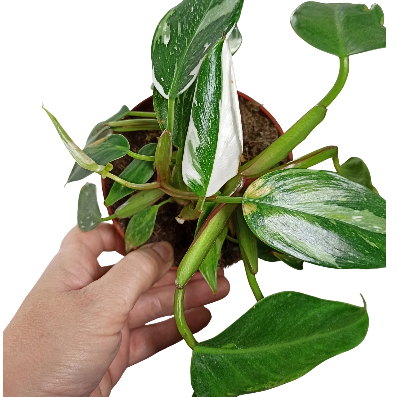 Aglaonema Peach Pearl C1,2