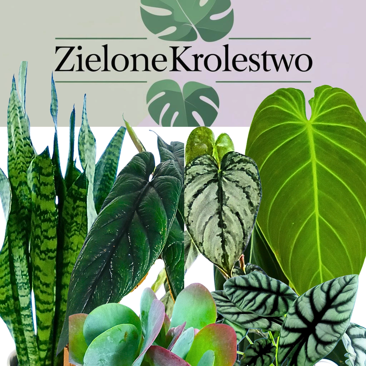 Monstera Minima C1,2