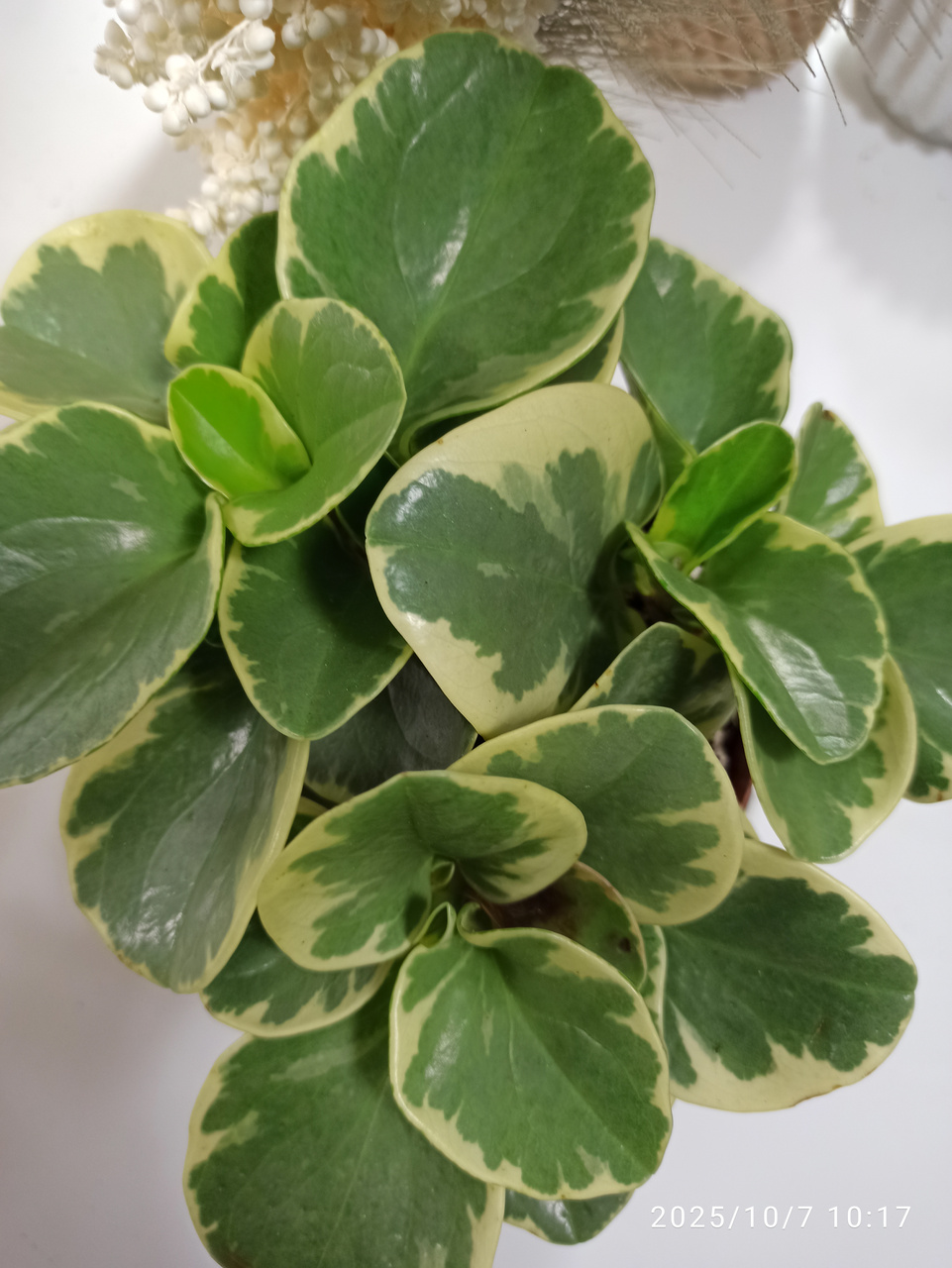Peperomia obtusifolia variegata C1,2