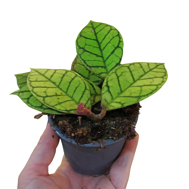 Hoya callistophylla C0,9