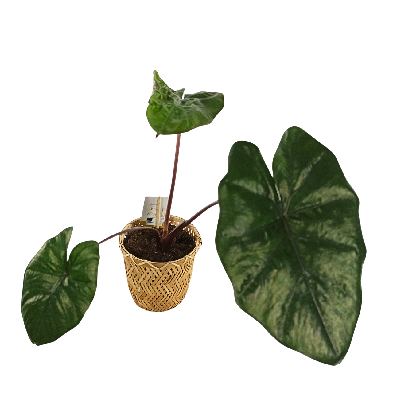 Alokazja ucho słonia Alocasia Wentii C1,2
