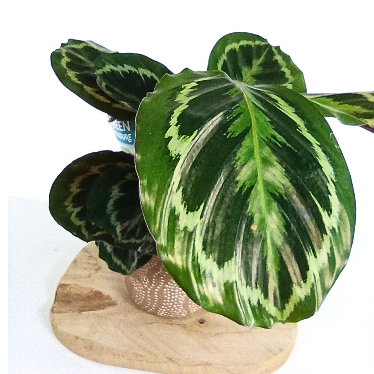 Kalatea Medalion Calathea C1,2