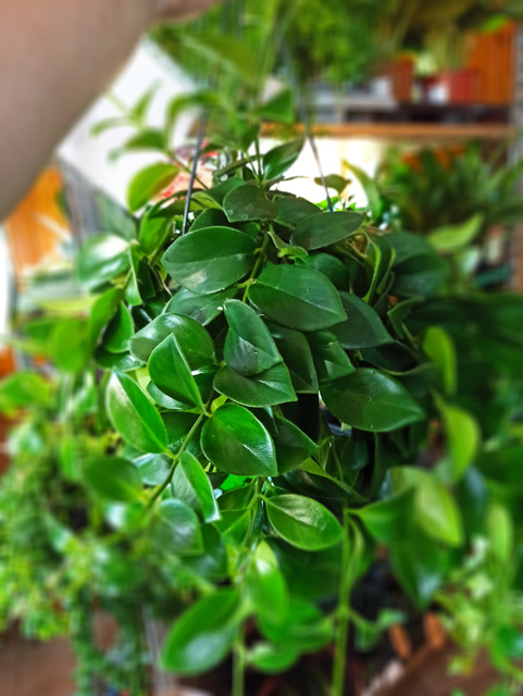 Aeschynanthus Mona Lisa C1,2