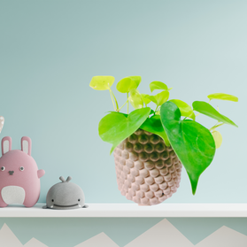 Philodendron Neon C0,9