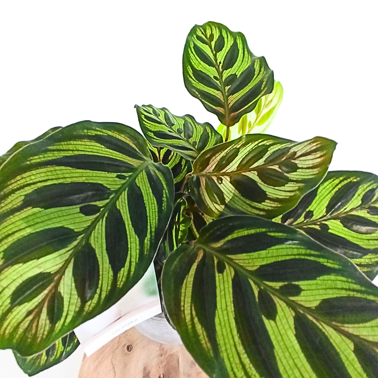 Calathea Makoyana C1,2
